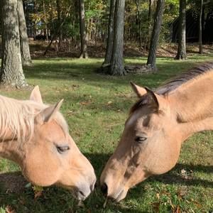 Meet your Posher, Beth reynolds